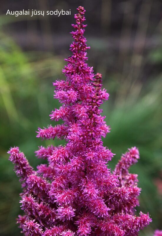 Astilbė (Astilbe) nr.8